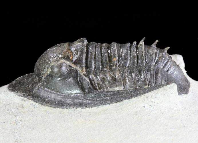 Rare, Tropidocoryphe Trilobite - Proetid With Axial Spines #64417